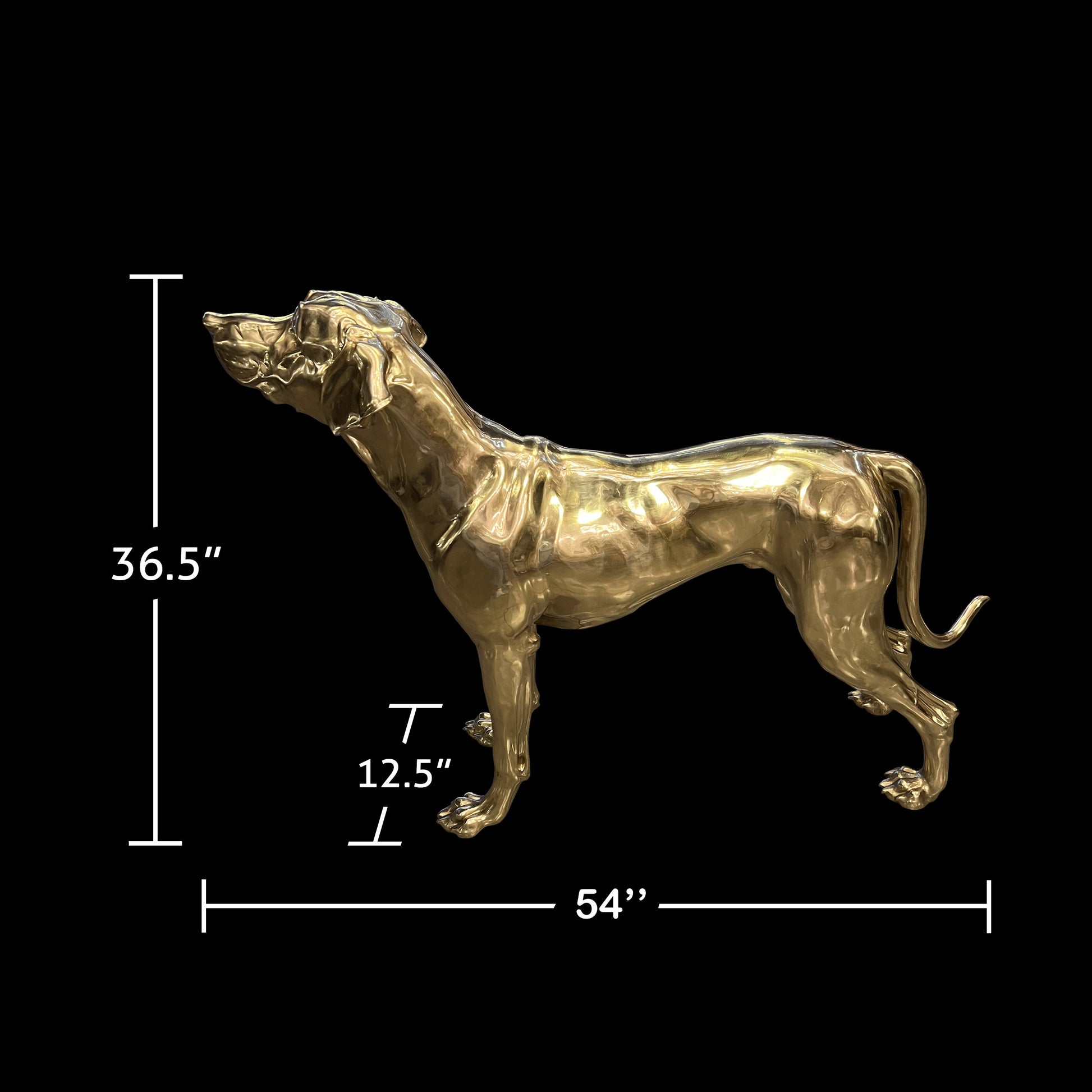 Dimension chart for the large brass dog statue: 36.5" height, 54" depth, and 12.5" width.